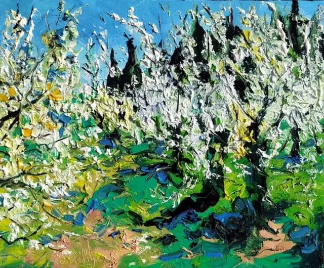 Cyprès et cerisiers en fleurs